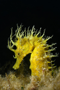 HvarDiversSeahorse